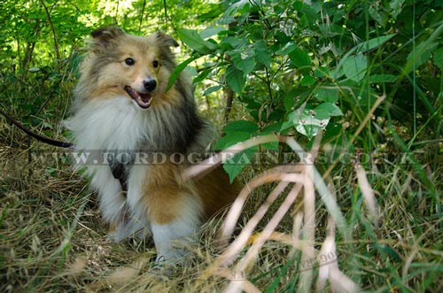 Harness for Shetland Sheepdogs for Sale