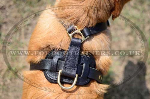 Dog Harness