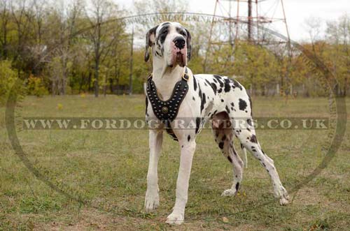 Studded Dog Harness