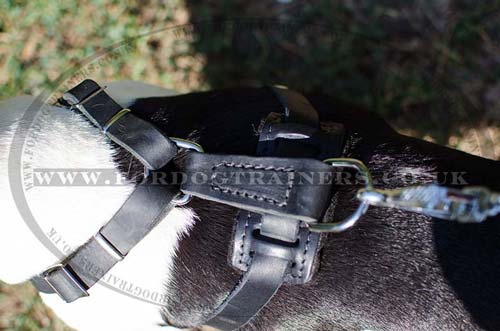 French Bulldog harness spiked