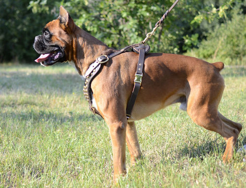 Studded dog harness