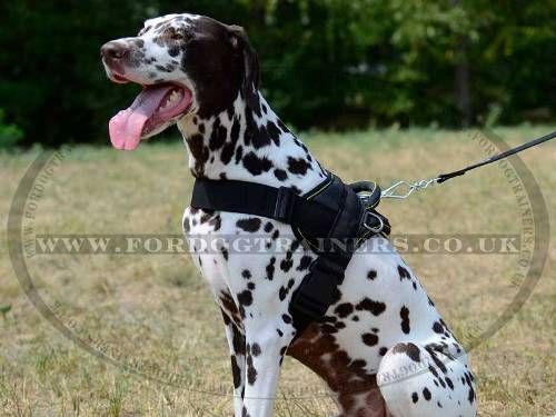 Nylon dog harness for Dalmatian