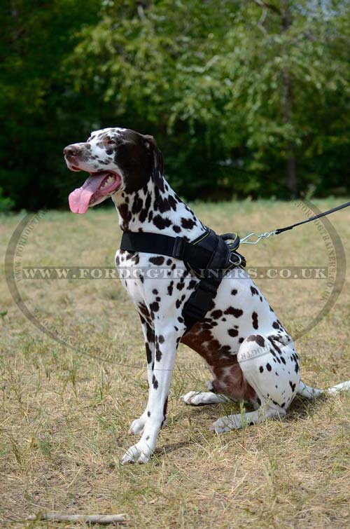 Dog Harness UK