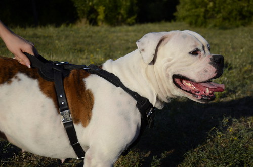 Leather dog harness