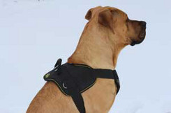 dog harness