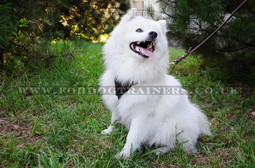 Small Dog Harnesses for Small Dogs Like Japanese Spitz