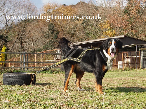 dog weight pulling training