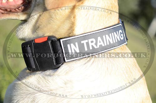 Dog training collar