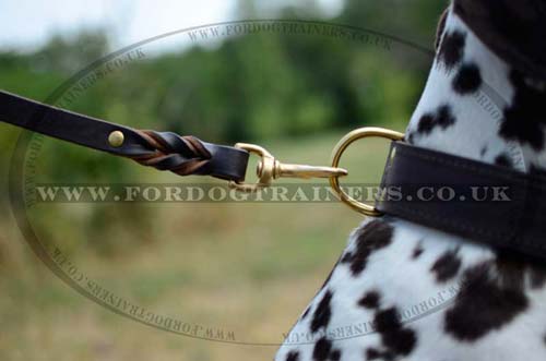 Dog Training Collar