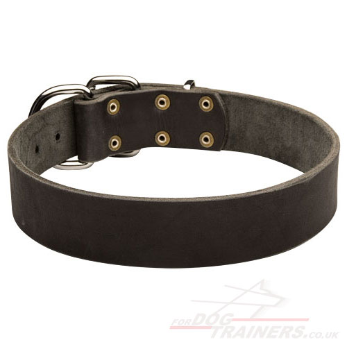 Training Dog Collar for Neapolitan Mastiff