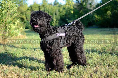 Training Dog Harness for Black RussianTerrier