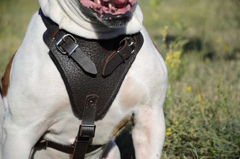 Leather Dog Harness for American Bulldog has strong padded chest plate. 