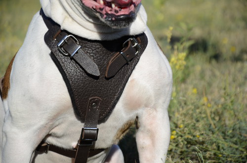 Leather dog harness