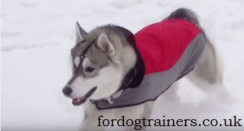 dog training in winter