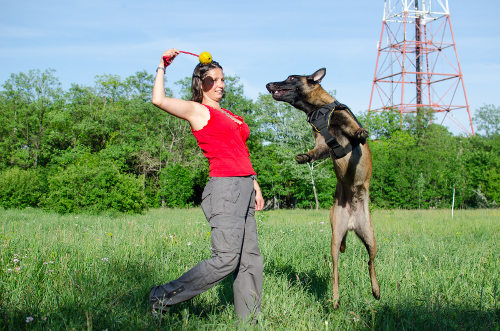 dog training tools