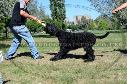 Best dog training equipment