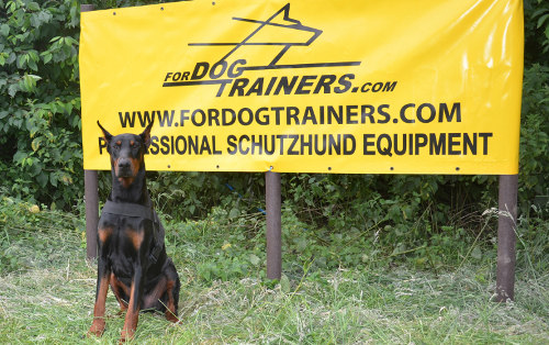 Doberman training dog harness