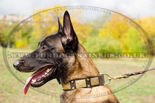 Dogs Collars for Shepherd Dogs