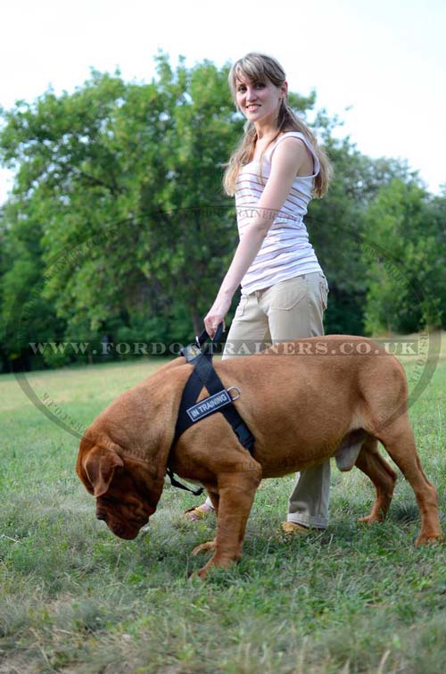 Padded Leather Harness