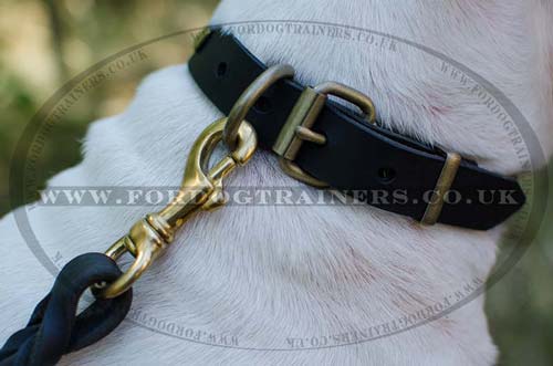 English Bull Terrier Collars