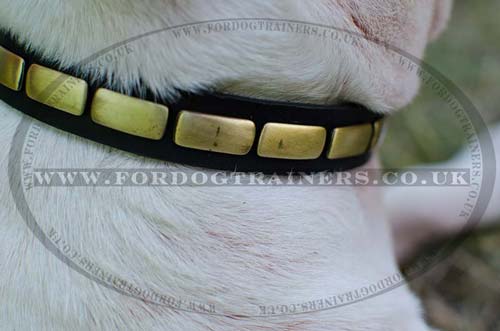 English Bull Terrier Collars