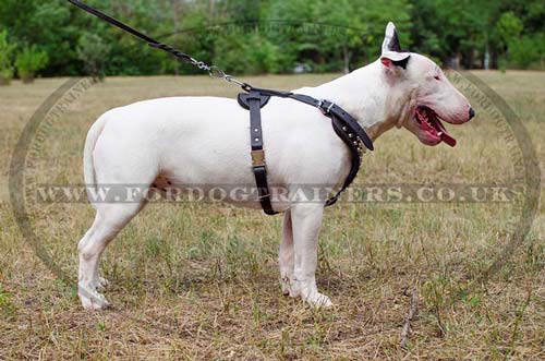 English Bull Terrier Harness