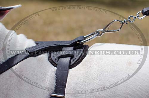 English Bull Terrier Harness