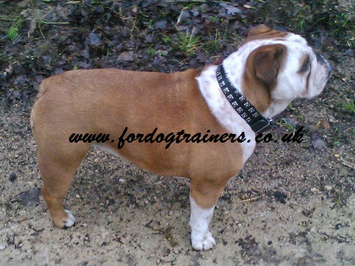 leather dog collar caterpillar on English Bulldog