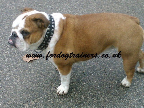 leather dog collar caterpillar on English Bulldog