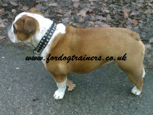 leather dog collar caterpillar on English Bulldog