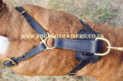 English Bulldog harness