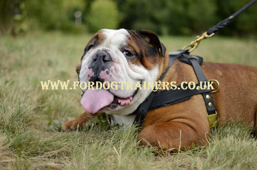 English Bulldog harness for pulling