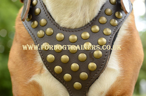 English Bulldog harness