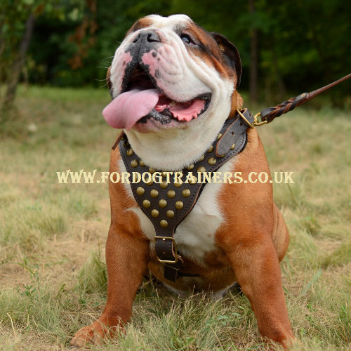 English Bulldog harness