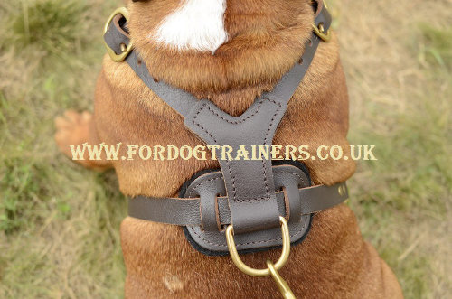 English Bulldog harness