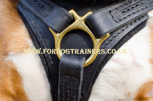 English Bulldog harness