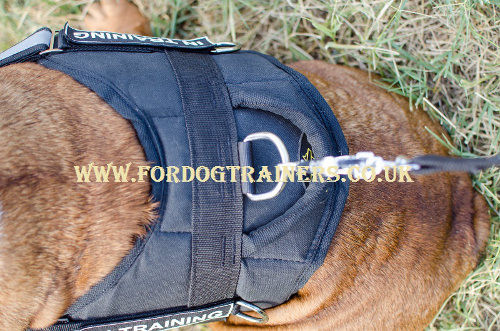 English Bulldog harness