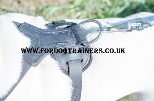 English Bulldog Harness Spiked