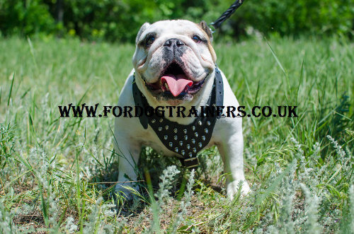 English Bulldog Harness Spiked