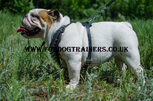 English Bulldog Harness Spiked