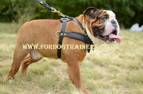 English Bulldog harness for pulling