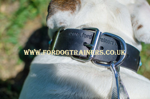 English Bulldog collar