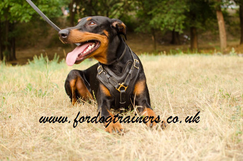 Doberman Padded Dog Harness