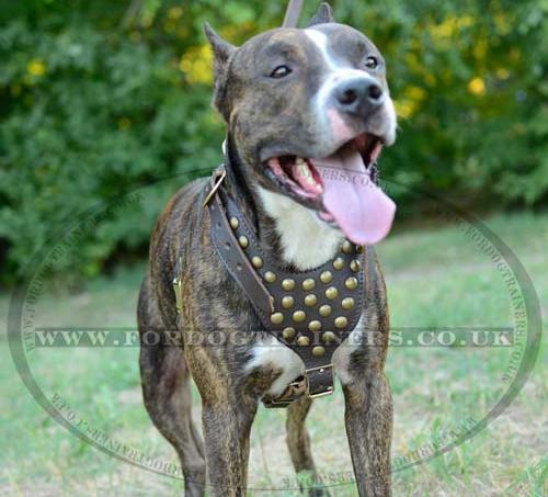 Studded Walking Dog Harness for Amstaff