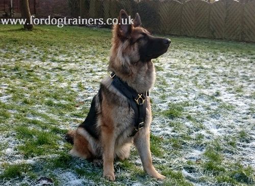 German Shepherd Harness UK