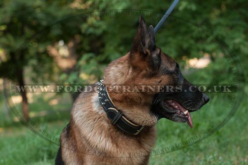 German Shepherd Dog Collar