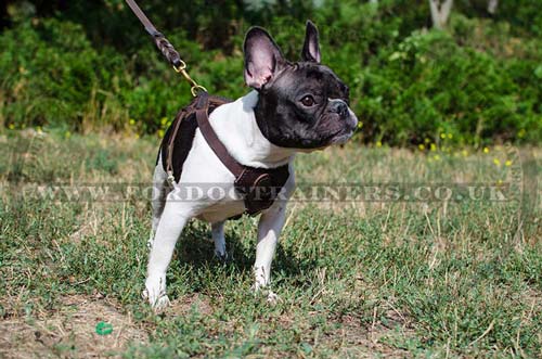 Small dog breed harness for French Bulldog