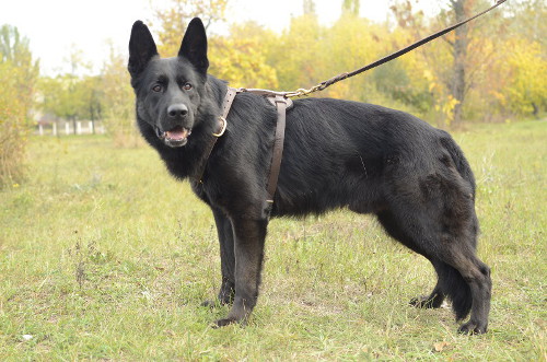 The Best German Shepherd Dog Harness