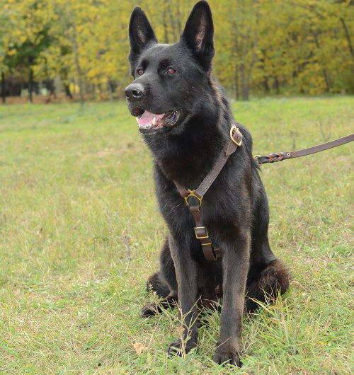 German Shepherd Body Harness