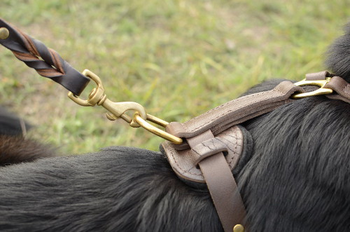 German Shepherd Walking Harness